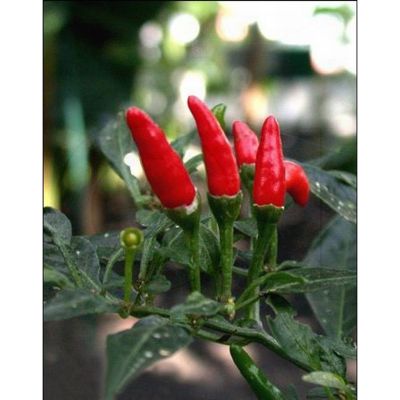 Chillipepper Capsicum Frutescens L. Red Finger / 20 Samen 