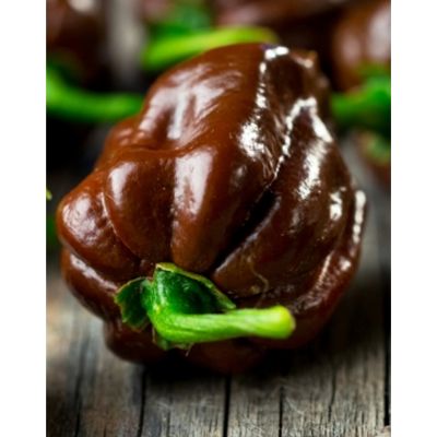 Chocolate-Habanero Chili Capsicum chinense / 10 Samen