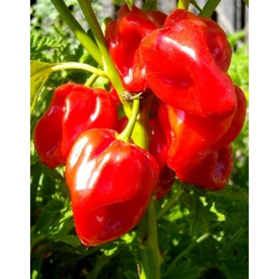 Habanero Antilles Red Capsicum Chinense / 10 Samen 