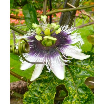 Purple Maracuja `Purple Giant` Passiflora edulis / 15 Samen 